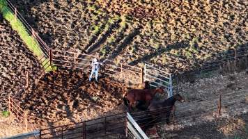 Horse yards and slaughter at residential property of Peter Loffel - Screenshots from drone footage showing the slaughter of ex-racing and breeding thoroughbreds and standardbreds. - Captured at Peter Loffel's Illegal Knackery, Mooroopna VIC Australia.