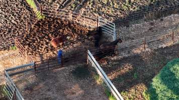 Horse yards and slaughter at residential property of Peter Loffel - Screenshots from drone footage showing the slaughter of ex-racing and breeding thoroughbreds and standardbreds. - Captured at Peter Loffel's Illegal Knackery, Mooroopna VIC Australia.