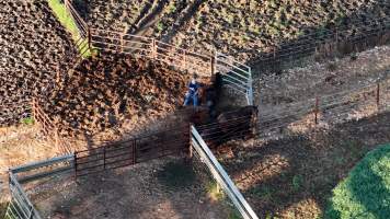 Horse yards and slaughter at residential property of Peter Loffel - Screenshots from drone footage showing the slaughter of ex-racing and breeding thoroughbreds and standardbreds. - Captured at Peter Loffel's Illegal Knackery, Mooroopna VIC Australia.