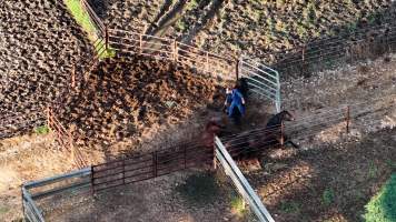 Horse yards and slaughter at residential property of Peter Loffel - Screenshots from drone footage showing the slaughter of ex-racing and breeding thoroughbreds and standardbreds. - Captured at Peter Loffel's Illegal Knackery, Mooroopna VIC Australia.