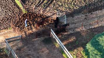 Horse yards and slaughter at residential property of Peter Loffel - Screenshots from drone footage showing the slaughter of ex-racing and breeding thoroughbreds and standardbreds. - Captured at Peter Loffel's Illegal Knackery, Mooroopna VIC Australia.