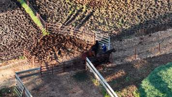 Horse yards and slaughter at residential property of Peter Loffel - Screenshots from drone footage showing the slaughter of ex-racing and breeding thoroughbreds and standardbreds. - Captured at Peter Loffel's Illegal Knackery, Mooroopna VIC Australia.