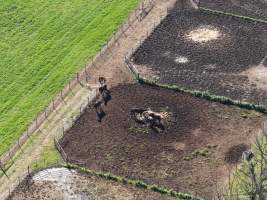Thoroughbred and standardbred horses at illegal horse knackery - Drone footage of illegal horse knackery - Captured at Peter Loffel's Illegal Knackery, Mooroopna VIC Australia.