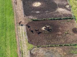 Thoroughbred and standardbred horses at illegal horse knackery - Drone footage of illegal horse knackery - Captured at Peter Loffel's Illegal Knackery, Mooroopna VIC Australia.