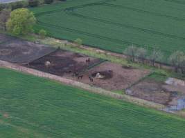 Thoroughbred and standardbred horses at illegal horse knackery - Drone footage of illegal horse knackery - Captured at Peter Loffel's Illegal Knackery, Mooroopna VIC Australia.