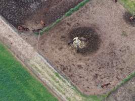 Thoroughbred and standardbred horses at illegal horse knackery - Drone footage of illegal horse knackery - Captured at Peter Loffel's Illegal Knackery, Mooroopna VIC Australia.