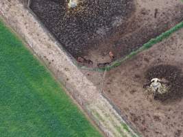Thoroughbred and standardbred horses at illegal horse knackery - Drone footage of illegal horse knackery - Captured at Peter Loffel's Illegal Knackery, Mooroopna VIC Australia.