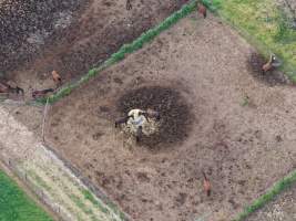 Thoroughbred and standardbred horses at illegal horse knackery - Drone footage of illegal horse knackery - Captured at Peter Loffel's Illegal Knackery, Mooroopna VIC Australia.