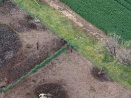 Thoroughbred and standardbred horses at illegal horse knackery - Drone footage of illegal horse knackery - Captured at Peter Loffel's Illegal Knackery, Mooroopna VIC Australia.