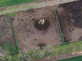 Thoroughbred and standardbred horses at illegal horse knackery - Drone footage of illegal horse knackery - Captured at Peter Loffel's Illegal Knackery, Mooroopna VIC Australia.