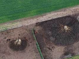 Thoroughbred and standardbred horses at illegal horse knackery - Drone footage of illegal horse knackery - Captured at Peter Loffel's Illegal Knackery, Mooroopna VIC Australia.