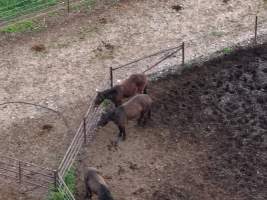 Thoroughbred and standardbred horses at illegal horse knackery - Drone footage of illegal horse knackery - Captured at Peter Loffel's Illegal Knackery, Mooroopna VIC Australia.