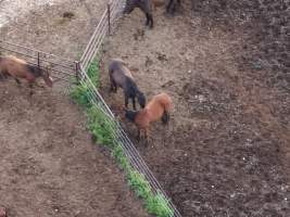 Thoroughbred and standardbred horses at illegal horse knackery - Drone footage of illegal horse knackery - Captured at Peter Loffel's Illegal Knackery, Mooroopna VIC Australia.