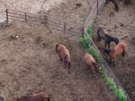 Thoroughbred and standardbred horses at illegal horse knackery - Drone footage of illegal horse knackery - Captured at Peter Loffel's Illegal Knackery, Mooroopna VIC Australia.
