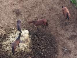 Thoroughbred and standardbred horses at illegal horse knackery - Drone footage of illegal horse knackery - Captured at Peter Loffel's Illegal Knackery, Mooroopna VIC Australia.