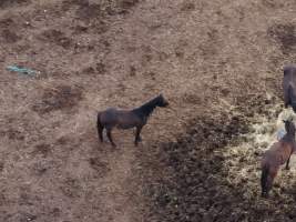 Thoroughbred and standardbred horses at illegal horse knackery - Drone footage of illegal horse knackery - Captured at Peter Loffel's Illegal Knackery, Mooroopna VIC Australia.