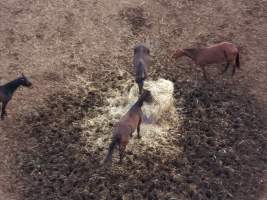 Thoroughbred and standardbred horses at illegal horse knackery - Drone footage of illegal horse knackery - Captured at Peter Loffel's Illegal Knackery, Mooroopna VIC Australia.
