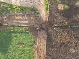 Standardbred horse slaughter - Drone footage of illegal horse knackery - Captured at Peter Loffel's Illegal Knackery, Mooroopna VIC Australia.
