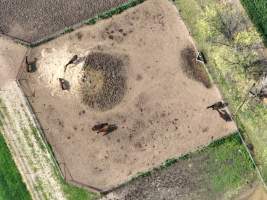 Thoroughbred and standardbred horses at illegal horse knackery - Drone footage of illegal horse knackery - Captured at Peter Loffel's Illegal Knackery, Mooroopna VIC Australia.
