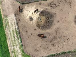 Thoroughbred and standardbred horses at illegal horse knackery - Drone footage of illegal horse knackery - Captured at Peter Loffel's Illegal Knackery, Mooroopna VIC Australia.