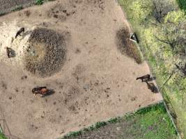 Thoroughbred and standardbred horses at illegal horse knackery - Drone footage of illegal horse knackery - Captured at Peter Loffel's Illegal Knackery, Mooroopna VIC Australia.