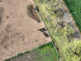 Thoroughbred and standardbred horses at illegal horse knackery - Drone footage of illegal horse knackery - Captured at Peter Loffel's Illegal Knackery, Mooroopna VIC Australia.