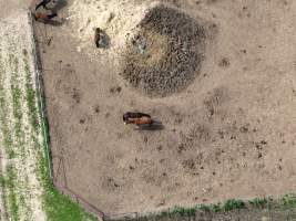 Thoroughbred and standardbred horses at illegal horse knackery - Drone footage of illegal horse knackery - Captured at Peter Loffel's Illegal Knackery, Mooroopna VIC Australia.