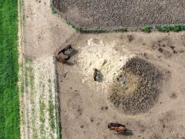 Thoroughbred and standardbred horses at illegal horse knackery - Drone footage of illegal horse knackery - Captured at Peter Loffel's Illegal Knackery, Mooroopna VIC Australia.