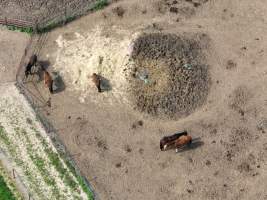 Thoroughbred and standardbred horses at illegal horse knackery - Drone footage of illegal horse knackery - Captured at Peter Loffel's Illegal Knackery, Mooroopna VIC Australia.