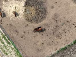 Thoroughbred and standardbred horses at illegal horse knackery - Drone footage of illegal horse knackery - Captured at Peter Loffel's Illegal Knackery, Mooroopna VIC Australia.