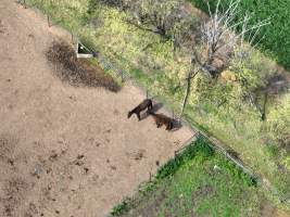 Thoroughbred and standardbred horses at illegal horse knackery - Drone footage of illegal horse knackery - Captured at Peter Loffel's Illegal Knackery, Mooroopna VIC Australia.