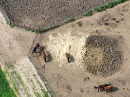 Thoroughbred and standardbred horses at illegal horse knackery - Drone footage of illegal horse knackery - Captured at Peter Loffel's Illegal Knackery, Mooroopna VIC Australia.