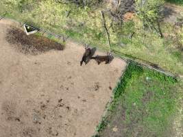 Thoroughbred and standardbred horses at illegal horse knackery - Drone footage of illegal horse knackery - Captured at Peter Loffel's Illegal Knackery, Mooroopna VIC Australia.