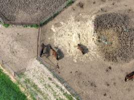 Thoroughbred and standardbred horses at illegal horse knackery - Drone footage of illegal horse knackery - Captured at Peter Loffel's Illegal Knackery, Mooroopna VIC Australia.