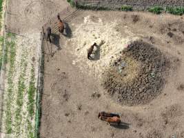 Thoroughbred and standardbred horses at illegal horse knackery - Drone footage of illegal horse knackery - Captured at Peter Loffel's Illegal Knackery, Mooroopna VIC Australia.