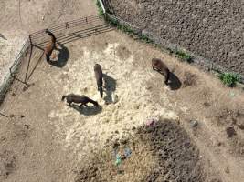 Thoroughbred and standardbred horses at illegal horse knackery - Drone footage of illegal horse knackery - Captured at Peter Loffel's Illegal Knackery, Mooroopna VIC Australia.