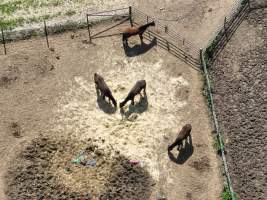 Thoroughbred and standardbred horses at illegal horse knackery - Drone footage of illegal horse knackery - Captured at Peter Loffel's Illegal Knackery, Mooroopna VIC Australia.