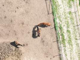 Thoroughbred and standardbred horses at illegal horse knackery - Drone footage of illegal horse knackery - Captured at Peter Loffel's Illegal Knackery, Mooroopna VIC Australia.