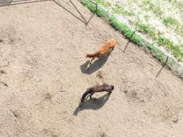 Thoroughbred and standardbred horses at illegal horse knackery - Drone footage of illegal horse knackery - Captured at Peter Loffel's Illegal Knackery, Mooroopna VIC Australia.