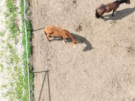 Deseronto (thoroughbred) at illegal horse knackery - Drone footage of illegal horse knackery - Captured at Peter Loffel's Illegal Knackery, Mooroopna VIC Australia.