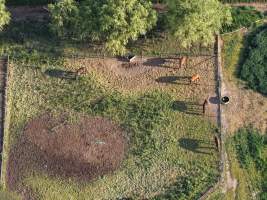 Thoroughbred horses at illegal horse knackery - Drone footage of illegal horse knackery - Captured at Peter Loffel's Illegal Knackery, Mooroopna VIC Australia.