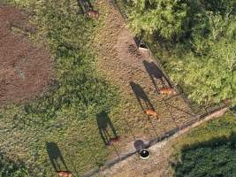 Thoroughbred horses at illegal horse knackery - Drone footage of illegal horse knackery - Captured at Peter Loffel's Illegal Knackery, Mooroopna VIC Australia.