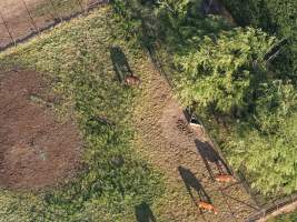Thoroughbred horses at illegal horse knackery - Drone footage of illegal horse knackery - Captured at Peter Loffel's Illegal Knackery, Mooroopna VIC Australia.
