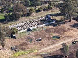 Peter Loffel's second property - At a second property owned by Loffel, surplus horses are kept for an unknown purpose. Many of these horses were identified as thoroughbreds, including ex-racehorses. - Captured at Peter Loffel's Secret Horse Depot, Mooroopna VIC Australia.