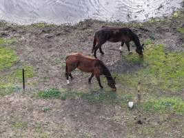 Horses at second property belonging to Peter Loffel - At a second property owned by Loffel, surplus horses are kept for an unknown purpose. Many of these horses were identified as thoroughbreds, including ex-racehorses. - Captured at Peter Loffel's Secret Horse Depot, Mooroopna VIC Australia.