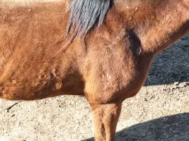 Branded TB - At a second property owned by Loffel, surplus horses are kept for an unknown purpose. Many of these horses were identified as thoroughbreds, including ex-racehorses. - Captured at Peter Loffel's Secret Horse Depot, Mooroopna VIC Australia.