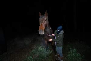 Investigator with horse at Peter Loffel's property - Captured at Peter Loffel's Secret Horse Depot, Mooroopna VIC Australia.