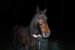 Investigator with horse at Peter Loffel's property - Captured at Peter Loffel's Secret Horse Depot, Mooroopna VIC Australia.