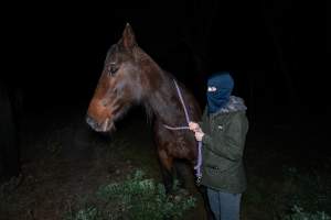 Investigator with horse at Peter Loffel's property - Captured at Peter Loffel's Secret Horse Depot, Mooroopna VIC Australia.