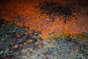 Pile of rotten mandarins - Captured at Peter Loffel's Secret Horse Depot, Mooroopna VIC Australia.